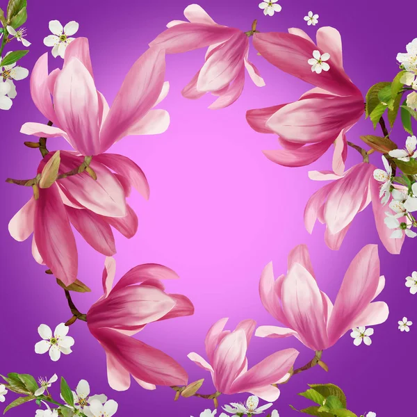 Beautiful pink magnolia branch and white chery flowers on lilac background. Magnolia blossom with beautiful background