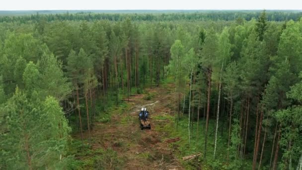 背後にある森林の透明な切断を施した背の高い木のスタンド 木を切る ドローン ビュー モニタリング エコシステムのモニタリング — ストック動画