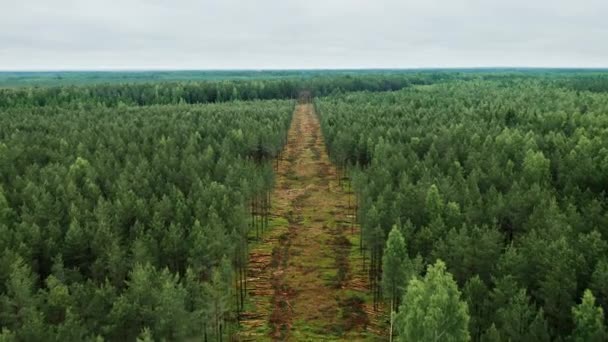 森林被毁 树木被砍伐 无人驾驶飞机俯瞰 森林砍伐和非法采伐 砍树一堆堆锯成的木头森林非法消失 森林砍伐 森林毁坏 — 图库视频影像