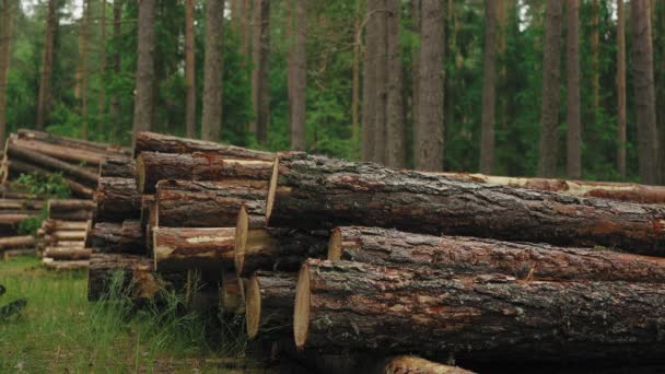Das Sammeln Von Holzmaterial Wald Schwere Maschinen Beschäftigen Sich Mit — Stockvideo
