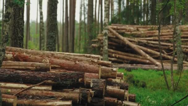 Egy Közeli Kép Fatörzsekről Ledobott Rönköket Fatörzsekre Helyezik Erdőben Kivágott — Stock videók