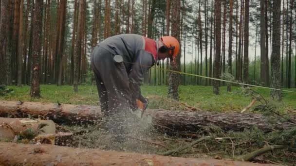 Ein Holzfäller Schutzausrüstung Mit Der Kettensäge Beim Fällen Von Bäumen — Stockvideo