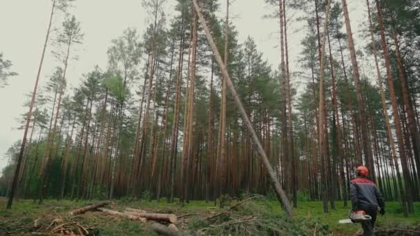 Bir Adam Elektrikli Testere Kullanarak Ağacı Kesiyor — Stok video