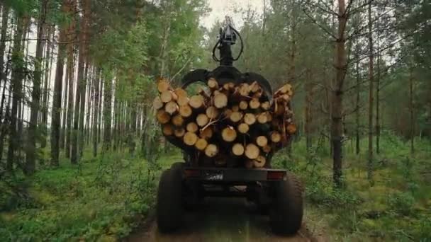 Лісозаготівельні Або Сільськогосподарські Потреби Ліси Розпиляної Деревини Знищення Природи Екосистеми — стокове відео