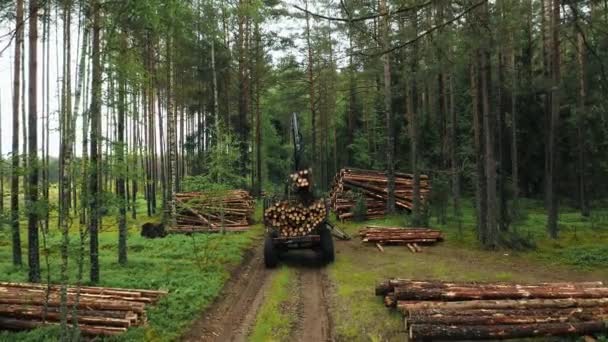 Großer Lkw Entlädt Baumstämme Nach Holzfällarbeiten Wald Für Die Holzproduktion — Stockvideo
