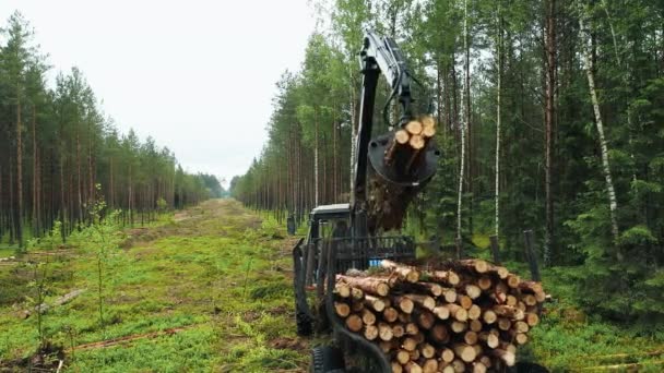 Összegyűjtött Fatörzsek Szállítása Faültetvényről Fűrészmalomba Fűrészelt Erdőirtása Természet Ökoszisztéma Elpusztítása — Stock videók
