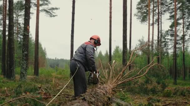 Entwaldung Abholzungskonzept Holz Wird Vom Arbeiter Gesägt Die Späne Fliegen — Stockvideo