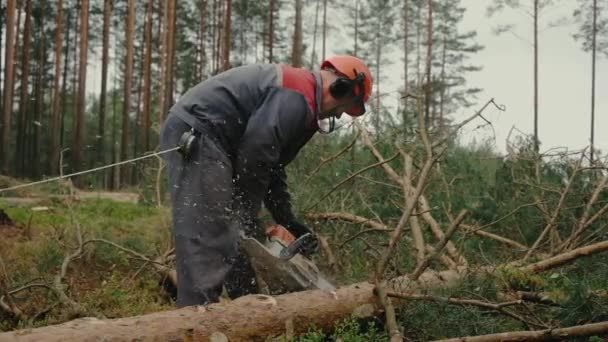 Skogshuggare Skyddsutrustning Med Motorsåg Som Sågar Träd Skogen Royaltyfri Stockvideo
