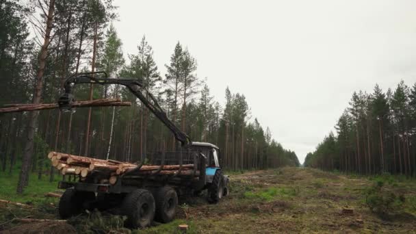 Stapla Vedlasten Högar Trävarutransporter Stockvideo