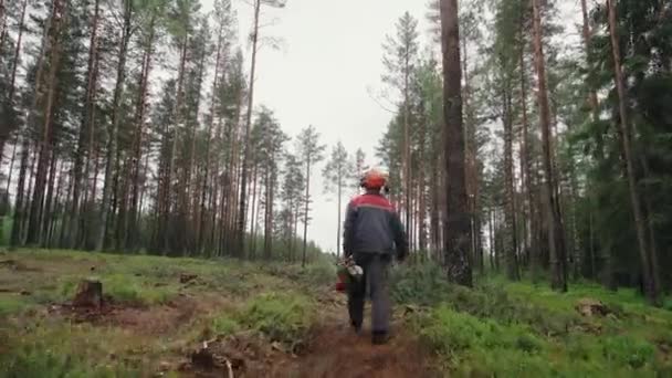 Van Achteren Logger Harde Hoed Veiligheid Vest Wandelingen Door Bomen — Stockvideo