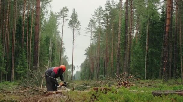 Fokuserat Trä Man Skyddande Skyddsglasögon Sågning Med Motorsåg Trädstam Sommarskogen — Stockvideo