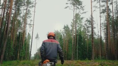 Hard Hat ve Safety Yeleğindeki Kütük Arkasında Ağaçların Arasında Yürüyen Elektrikli Testere Gün Batımında