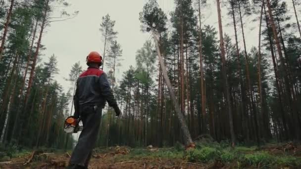 Лесоруб Работает Лесу Сбор Древесины Дрова Возобновляемый Источник Энергии Сельское — стоковое видео