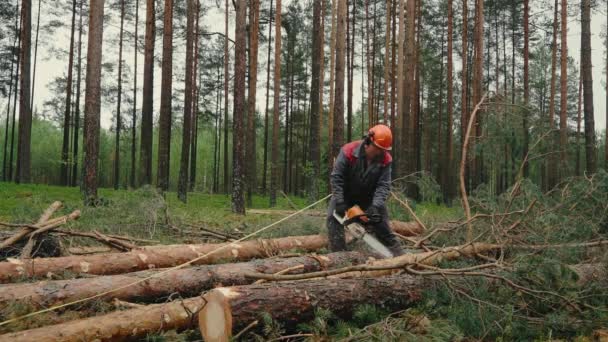 Deforestation Forest Cutting Concept Wood Getting Sawn Worker Shavings Flying — Stock Video