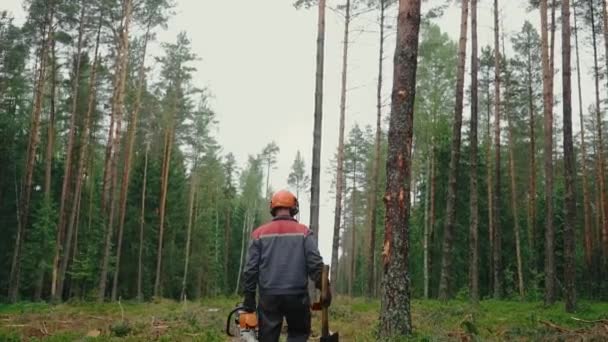 Från Bakom Logger Hård Hatt Och Säkerhetsväst Går Genom Träd Videoklipp