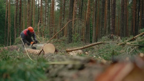 Skogshuggare Skyddsutrustning Med Motorsåg Som Sågar Träd Skogen Royaltyfri Stockvideo