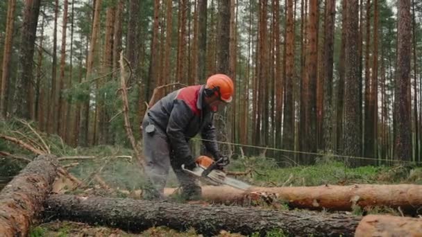 Favágó Láncfűrésszel Dolgozik Erdőben Faaprító Fűrészek Láncfűrész Fűrészmalomban — Stock videók