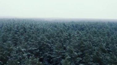 Kışın bitmek bilmeyen bir ladin ormanının üzerinde insansız hava aracı uçuşu. Karlı bir ormanla birlikte erken ve soğuk bir kış sabahı. Beyaz pofuduk karla kaplı ladin ağaçları..