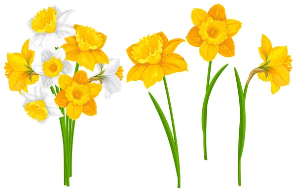 Yellow White Daffodils Flowers Green Leaves Stems Cartoon Drawings Set — Stock Vector