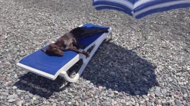 Köpek, deniz sahilindeki şezlongda şemsiyenin altında uyuyor.