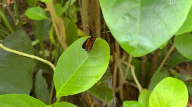 Heliconius Numata kelebeği yemyeşil yapraklı tropikal bahçede oturuyor. Yavaş çekim video, egzotik siyah turuncu kelebeği doğal ortamında yakalar.