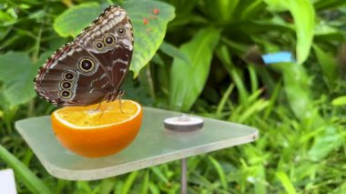 Mavi Morpho kelebeği yemyeşil bir tropikal bahçede portakal meyvesinin üzerinde oturur. Türünün birkaç türü etrafta uçuyor. Yavaş çekim videosu egzotik kelebekleri yakalar