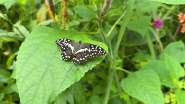 Papilio Demoleus kelebeği yemyeşil yapraklı tropikal bahçede oturuyor. Yavaş çekim video, egzotik siyah beyaz kelebeği doğal ortamında yakalar.
