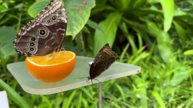 Mavi Morpho kelebeği yemyeşil bir tropikal bahçede portakal meyvesinin üzerinde oturur. Türünün bir başka örneği etrafta uçuyor. Yavaş çekim videosu egzotik kelebekleri yakalar