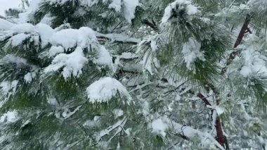 Yoğun kar yağışı, kar fırtınası, kozalaklı bir ormanda kış masalı, kozalaklı ağaçlar, rüzgarda sallanan ağaç dalları, büyük kar taneleri yavaşça düşüyor. Karla kaplı çam iğneleri yakın