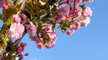 Güneşli bahar gününde mavi gökyüzü arka planında çiçek açmak. Güzel pembe çiçekler yakın plan. Sakura ile bahar arkaplanı. Pembe çiçeklerle ve rüzgarda sallanan yapraklarla Sakura dalları