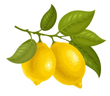 Olgun meyve ve yapraklı bir dilim limon. Citrus ağacı dalı çizimi. Dalda sarkan sarı sulu limonlar. İzole vektör illüstrasyonu