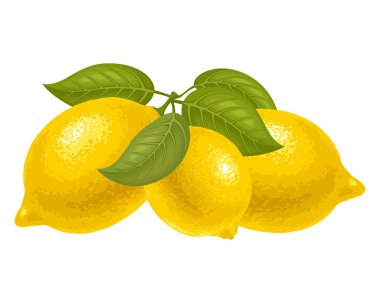 Yapraklı limonlu turunçgil. Üç sarı sulu limonun grafiksel çizimi. İzole vektör illüstrasyonu