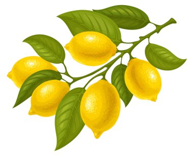 Olgun meyve ve yapraklı bir dilim limon. Citrus ağacı dalı çizimi. Dalda sarkan sarı sulu limonlar. İzole vektör illüstrasyonu