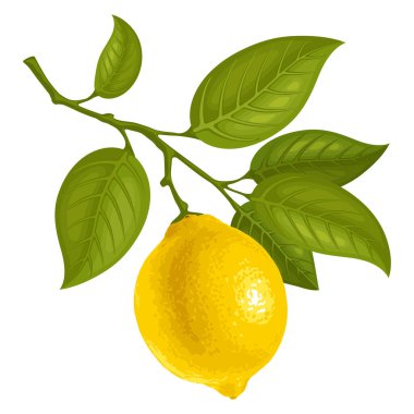 Olgun meyve ve yapraklı bir dilim limon. Citrus ağacı dalı çizimi. Dal üzerinde sarı sulu limon. İzole vektör illüstrasyonu