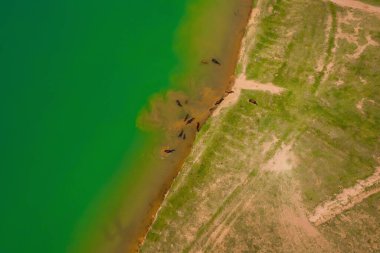 Shymkent 'teki Mikhailovsky barajında bir sığır sürüsü. Evcil hayvanlar için büyük bir tatlı su deposu. Lenger, Kazakistan 'da tarım için suyu olan baraj.