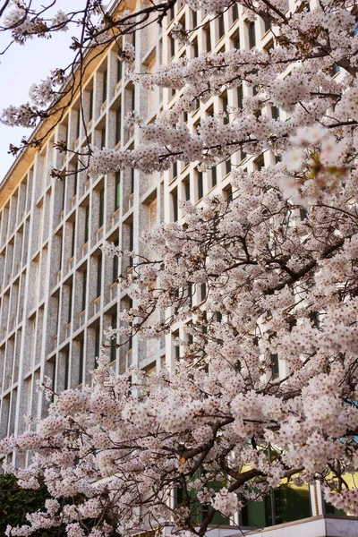 樱花在伊斯坦布尔盛开 开着花的树 粉红的花插在火鸡里 — 图库照片