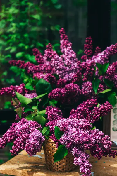 live purple lilac in a greenhouse. photo zone in a glass greenhouse with marvelous lilac flowers. small flowers of mossy lilac