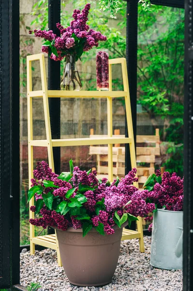 live purple lilac in an iron greenhouse. photo zone in a glass greenhouse with fresh lilac flowers. small mottled lilac flowers with a yellow shelf