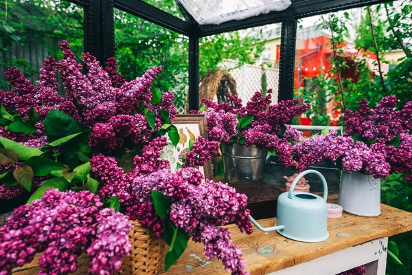 live purple lilac in an iron greenhouse. photo zone in a glass greenhouse with fresh lilac flowers. blue metal watering can for watering flowers on the table