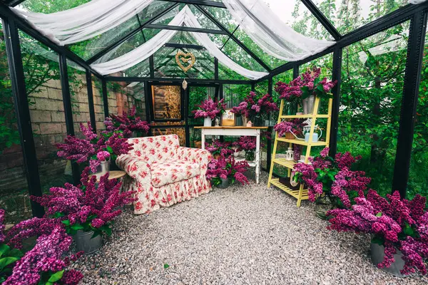 live purple lilac in an iron greenhouse. photo zone in a glass greenhouse with fresh lilac flowers. small terry lilac flowers with a light soft chair