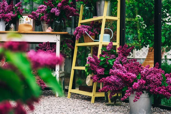 鉄の温室で 紫色のライラックを生きた 新鮮なライラックの花とガラス温室の写真ゾーン 黄色い棚が付いている小さなモットーのライラックの花 — ストック写真