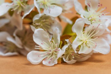 Kağıt üzerinde beyaz çiçekli yapay sakura. Vazo için plastik beyaz çiçekler