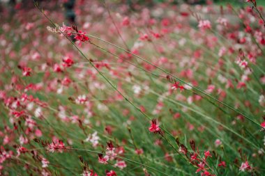 Gaura Lindheimeri bahçeye yakın çekim yapıyor. Yüksek kalite fotoğraf
