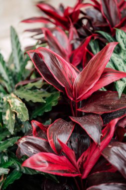 Cordyline tropikal bitki yaprakları yakın mesafede. Yüksek kalite fotoğraf