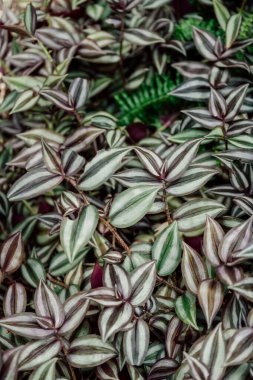 tradescantia tropical indoor plant leaves close up. High quality photo clipart