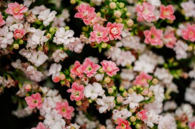 Bahçedeki Kalanchoe pembe beyaz çiçekleri kapatın. Yüksek kalite fotoğraf