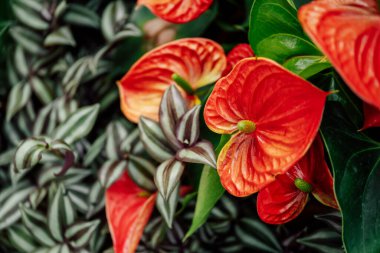 Bahçedeki anthurium kırmızı çiçekleri. Yüksek kalite fotoğraf