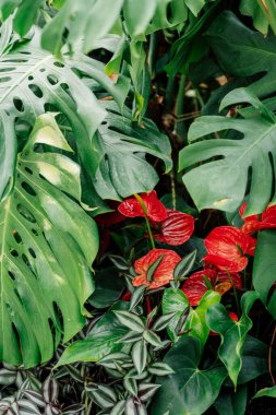 Bahçedeki anthurium kırmızı çiçekleri. Yüksek kalite fotoğraf