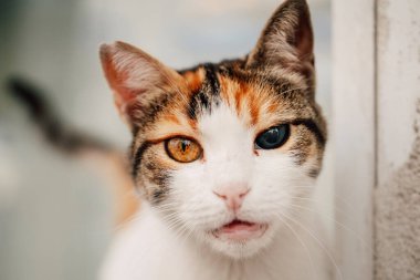 Kör gözlü, evsiz, kırmızı beyaz bir kedi. Hayvanlarda gözün kataraktı. Yüksek kalite fotoğraf