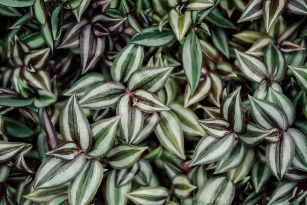 Tradescantia tropikal bitki yaprakları yakındır. Yüksek kalite fotoğraf